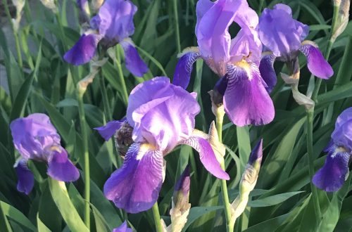 Spring Irises