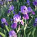Spring Irises